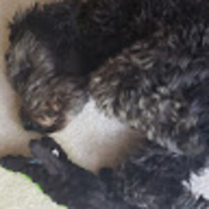 Meet your Posher, Liam